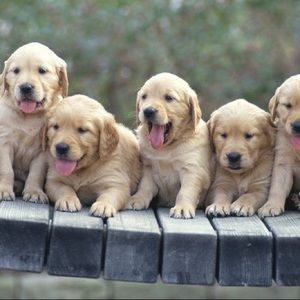 Meet your Posher, Campbell